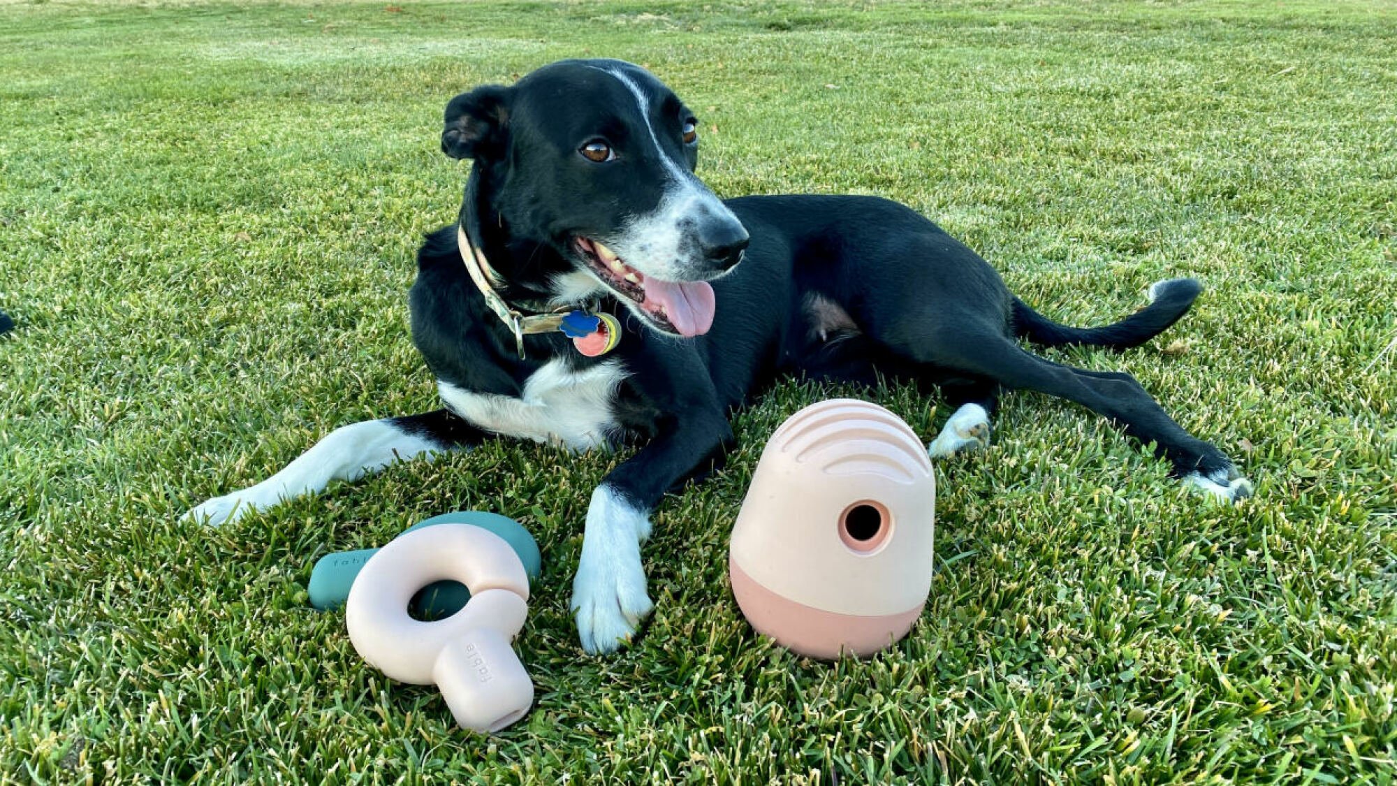 dog laying on grass next to interlocking dog toys
