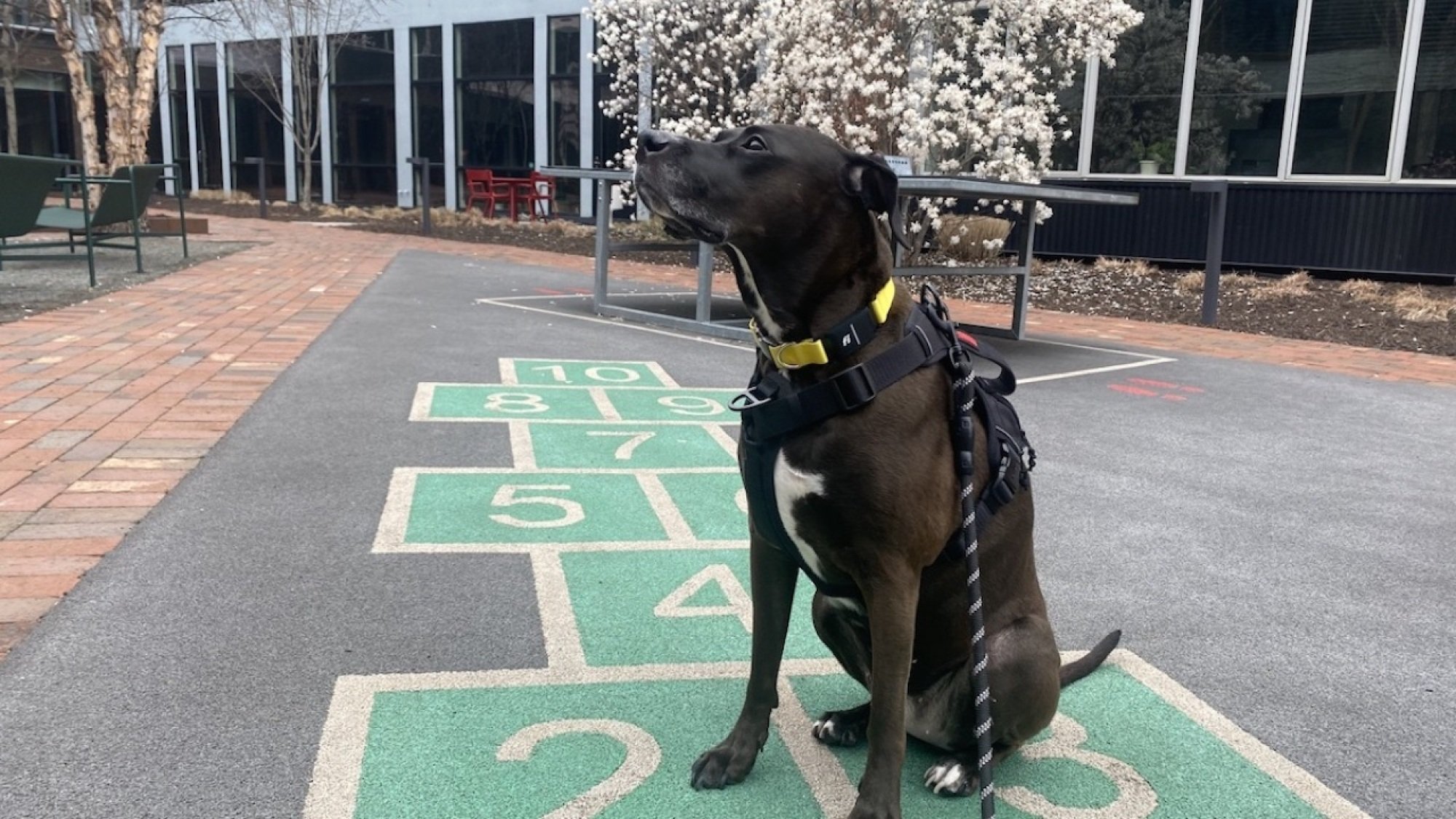 Dog wearing Fi Series 3 pet tracker