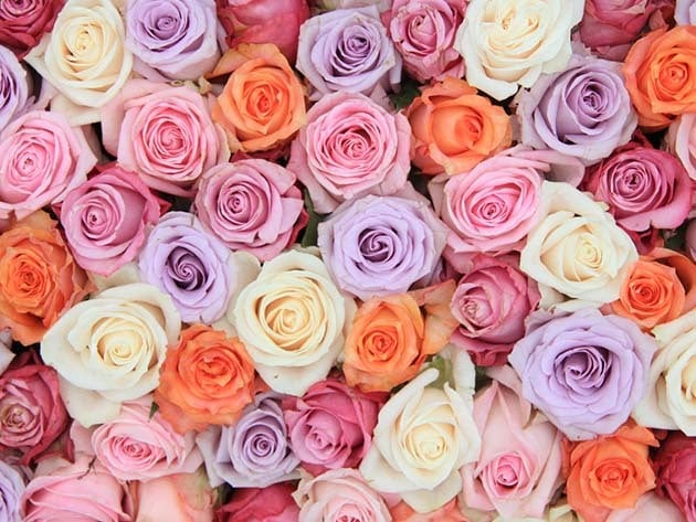 Roses of various colors.