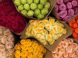 Roses in red, yellow, orange, purple and green.