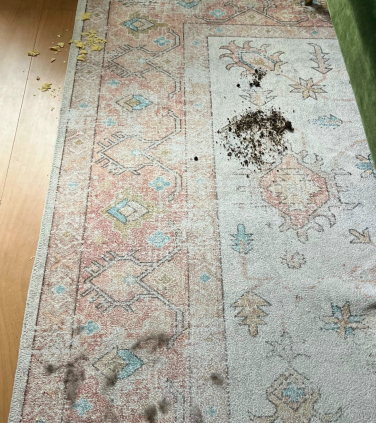 Rug with piles of chip crumbs, soil, and cat fur