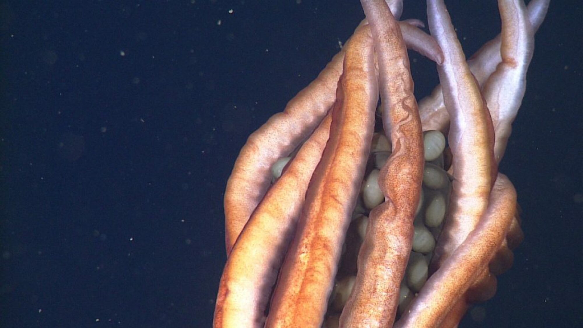 A view of the unusually large squid eggs seen in the squid species in the Gulf of California.